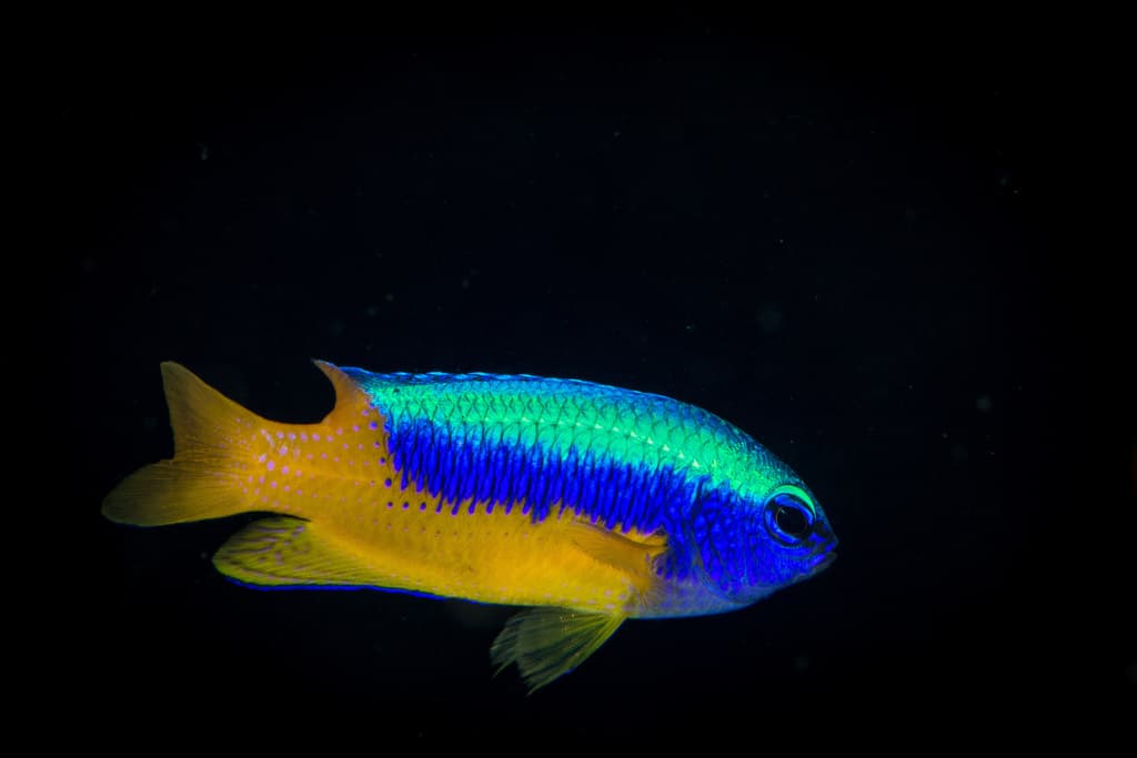 Yellowbelly Damselfish in a marine aquarium