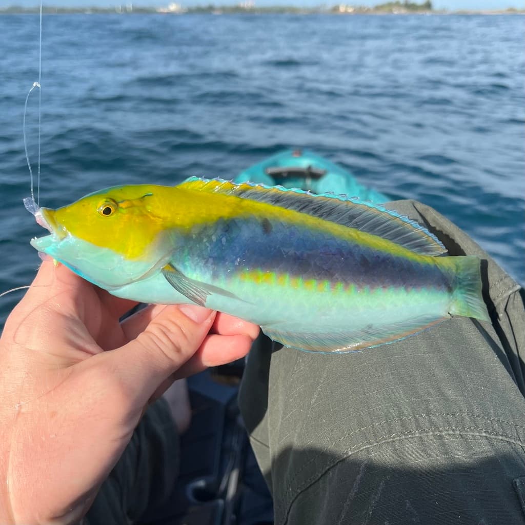 Yellowcheek Wrasse displaying bright yellow cheek patches