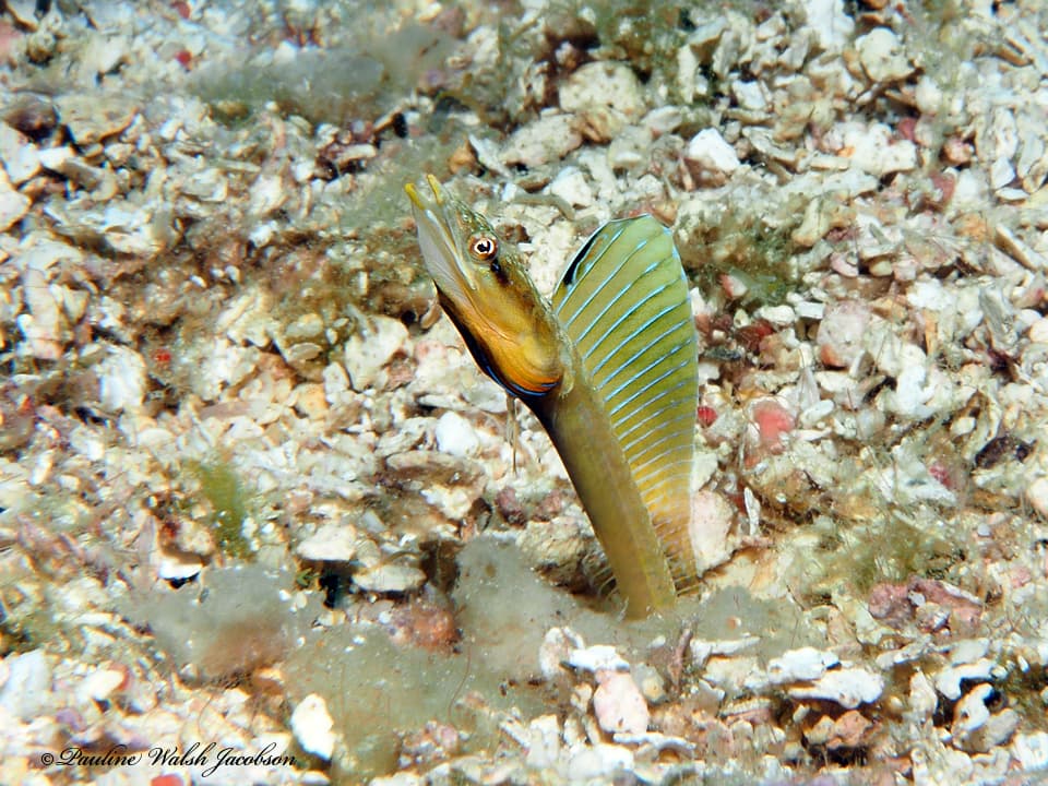 Yellowface Pikeblenny displaying from its tube