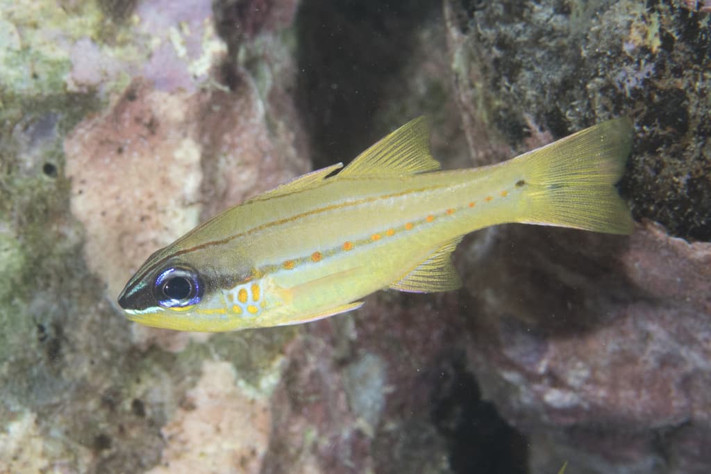 Yellowfin Cardinalfish with bright yellow fins