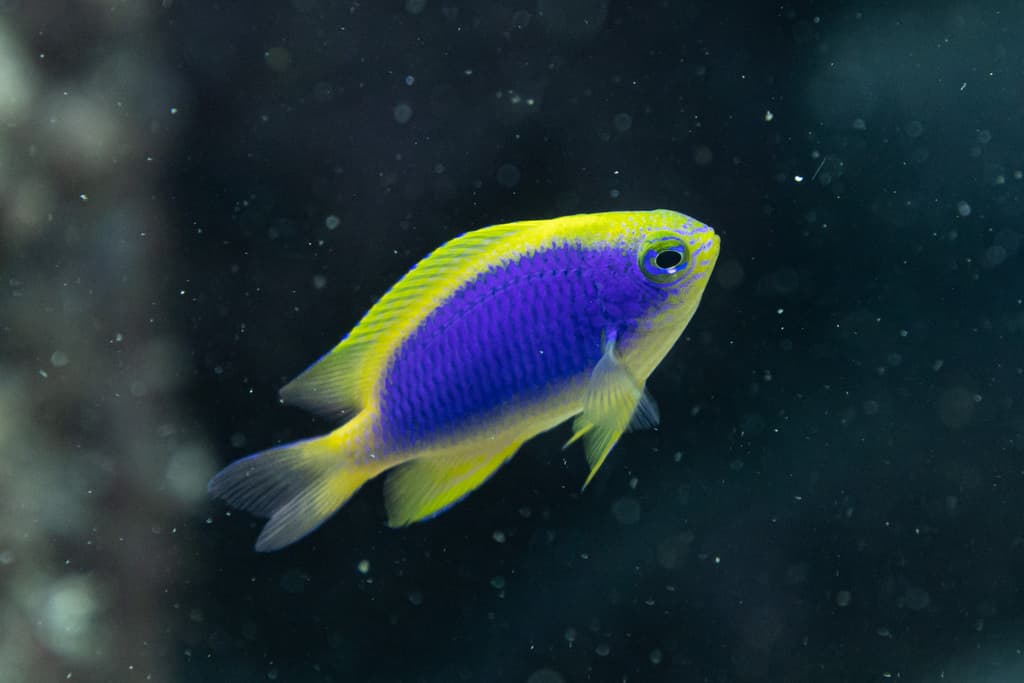 Yellowfin Damselfish in a marine aquarium