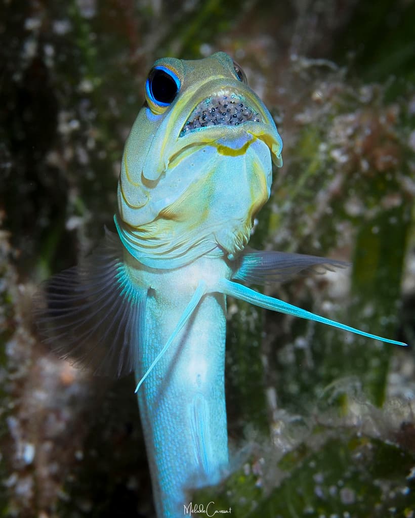 Yellowhead Jawfish in a marine aquarium