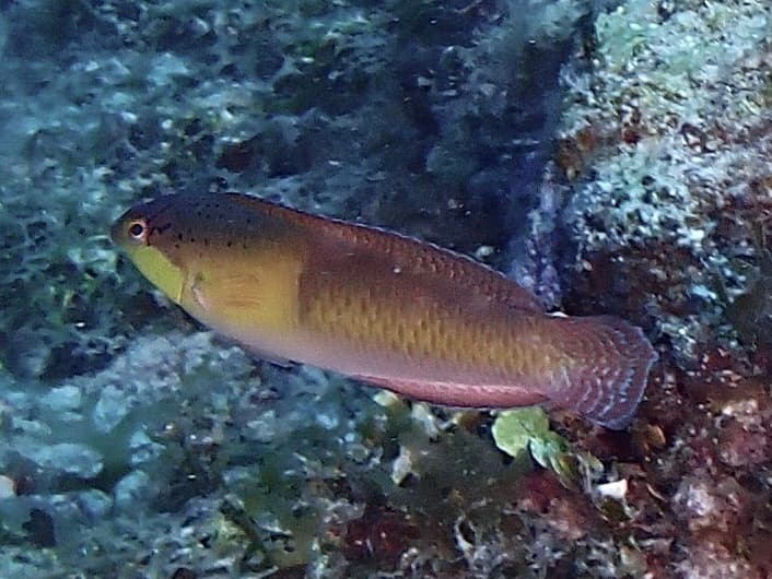 Yellowhead Wrasse displaying bright yellow head and blue-green body