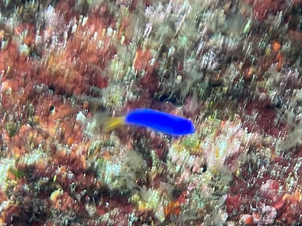 Yellowtail Damselfish displaying electric blue body and golden yellow tail
